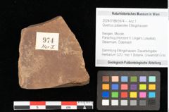 Foto (Objekt + Etikett) von Quercus palaeoilex Ettingshausen (NHMW-GEO-2024-0188-0974)